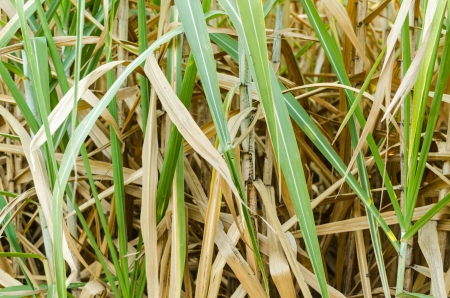 Sugarcane field in Thailandの写真素材