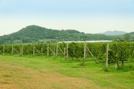 the vineyard is beautiful in thailandの写真素材