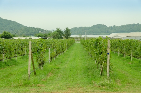 the vineyard is beautiful in thailandの写真素材