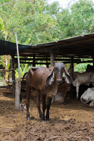 Cows in the paddock behind the houseの写真素材