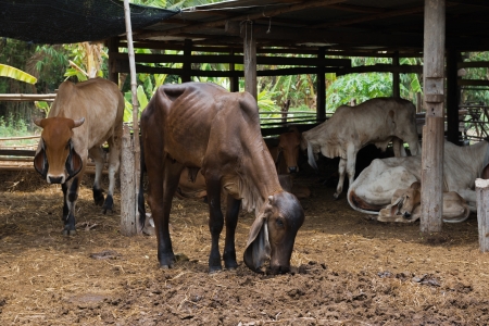Cows in the paddock behind the houseの写真素材