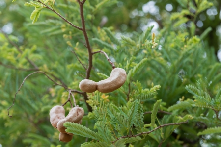 Tamarind is a type of laxativeの写真素材
