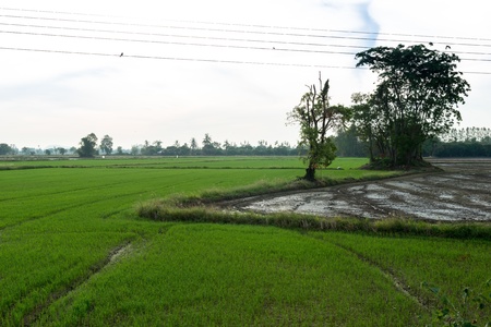 The ricefields in morning and Verdantの写真素材