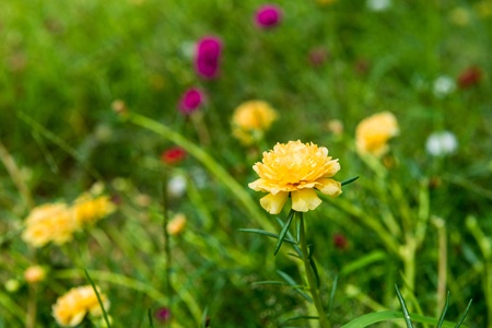 A Yellow Flower is beautiful