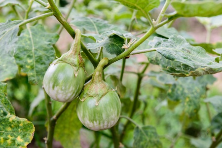 Two Brinjal on the treeの写真素材