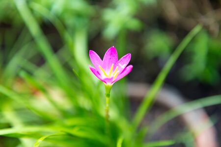beautiful pink flower in the gardenの写真素材