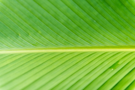 green leaf closeup for textureの写真素材