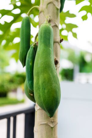 closeup papaya on the papaya treeの写真素材