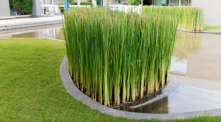 Papyrus in water. decoration home and buildingの写真素材