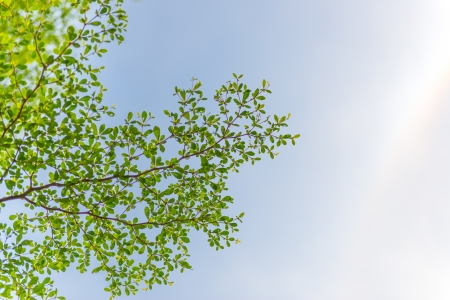 nature green leaves and beautiful skyの写真素材