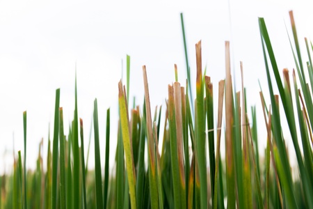 closeup Papyrus in water. decoration home and buildingの写真素材