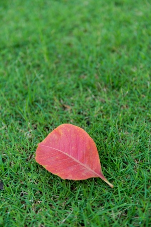 red leaves on the grass. verticalの写真素材