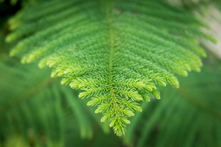 closeup of Nolfolk island pine leaves in the garden