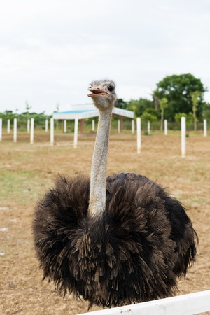 Ostriches on a farm in thailandの写真素材