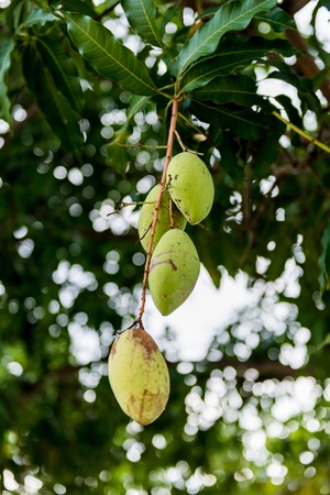 Close up of mangoes on a mango tree in plantationの写真素材