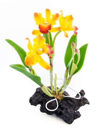 light yellow orchid flowers isolated on white background. Flowers handmade from the soilの写真素材