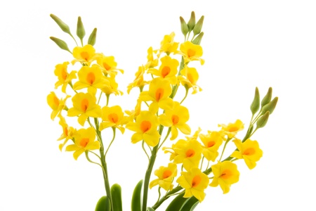 light yellow orchid flowers isolated on white background. Flowers handmade from the soilの写真素材