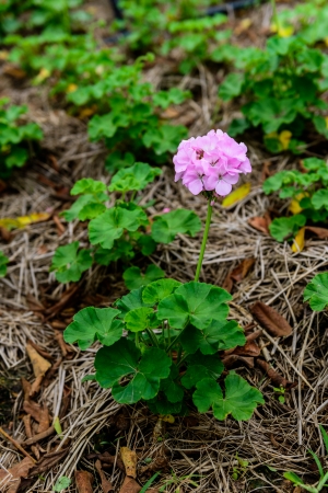 purple Hydrangea macrophylla is on the field
