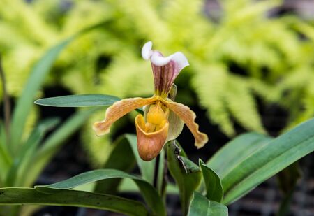 Closeup Tropical Wild Orchid in Orchid nurseryの写真素材
