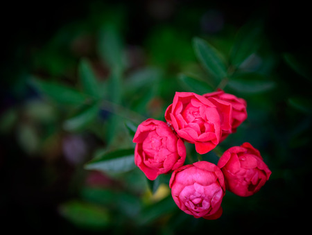 closeup shot of a Pink rose blossom.の写真素材