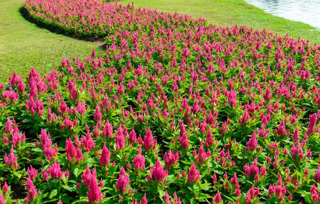 closeup pink celosia flower in the  gardenの写真素材