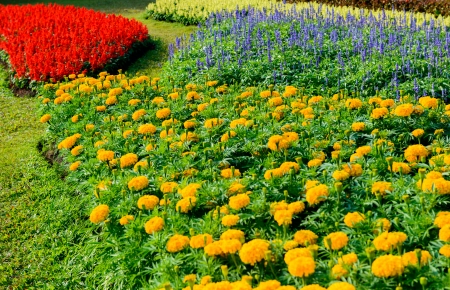 Closeup Colorful flowers in the gardenの写真素材