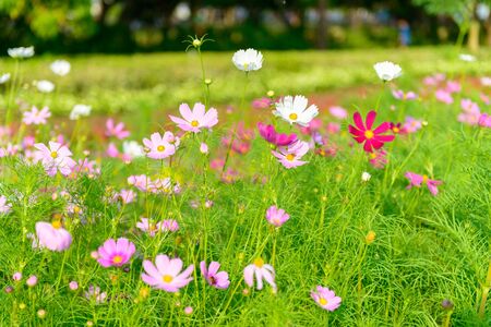 Closeup Colorful flowers in the gardenの写真素材