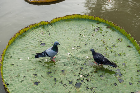 pigeon on victoria lotus on the pondの写真素材