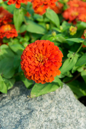 closeup orange flower in the gardenの写真素材