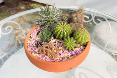 The small cactus garden in the pottedの写真素材