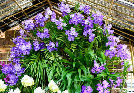 beautiful orchid from the garden