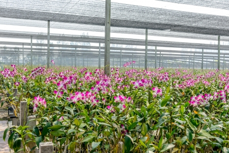 Orchid plant nursery in thailandのeditorial素材