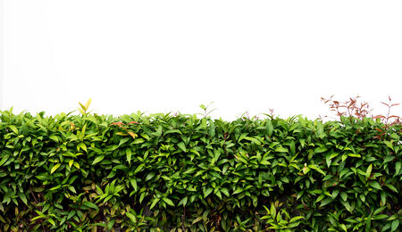 White concrete floor with green leavesの写真素材