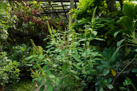 the Red holy basil or Basilの写真素材