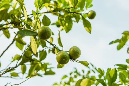 citrus fruits grow on treeの写真素材