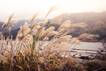 the flowering grass by the lake kawaguchiko japan. split toning colour effect