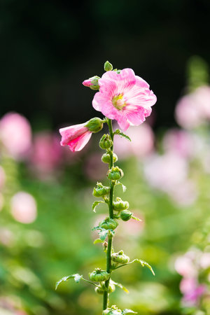 pink and white hollyhock flower in the garden