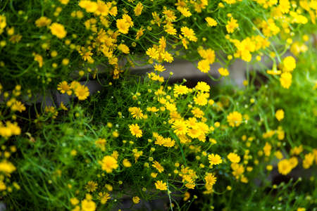 Field of Dahlberg daisy in the gardenの写真素材