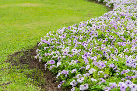 beautiful petunia flowers in the gardenの写真素材