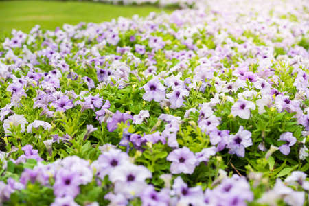 beautiful petunia flowers in the gardenの写真素材