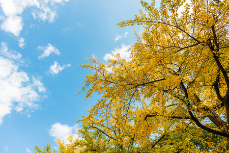 Blue Sky And Ginkgo tree