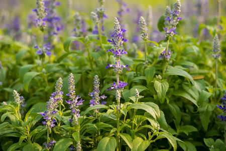 Meadow with blooming Blue Salvia herbal flowers. Blue Salvia is plant in the mint family