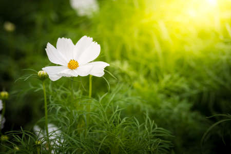 Close up white cosmos flowers in the gardenの写真素材