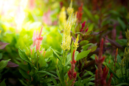 pink Celosia argentea in the gradenの写真素材