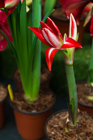red flower with latin name Amaryllis or Hippeastrumの写真素材