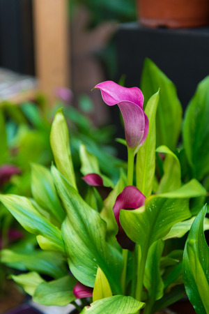 Purple Calla Lily Flower in the gardenの写真素材