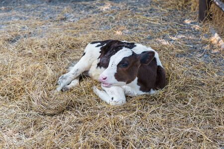 Portrait of calf lying in straw on farmの写真素材