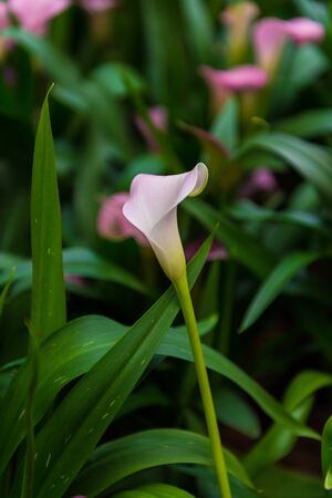 Pink Calla Lily Flower in the gardenの写真素材