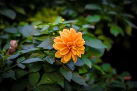 Orange dahlia flower in the gardenの写真素材