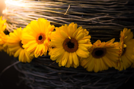 Flower Arrangements of gerbera and vineの写真素材